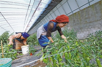 ​温室大棚助脱贫