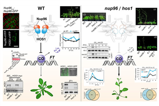 科学研究发现：核孔蛋白可调控植物开花