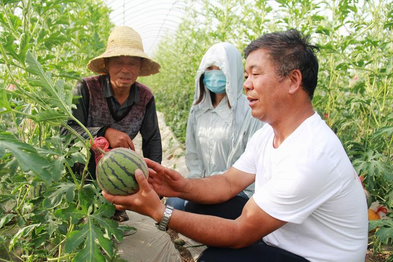 小小礼品瓜撬动“甜蜜”大市场