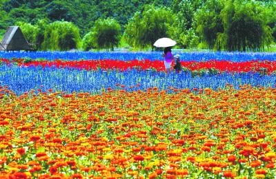 京郊农业的绿色变奏 作物面积减七成、耗水减四成